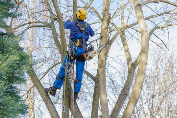 How Our Tree Care Process Works  in  Basile, LA